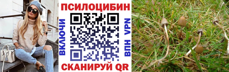 Купить где  Энгельс  Галлюциногенные грибы Psilocybine cubensis 